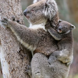 Koala mother clinking to a tree with her joey on her back